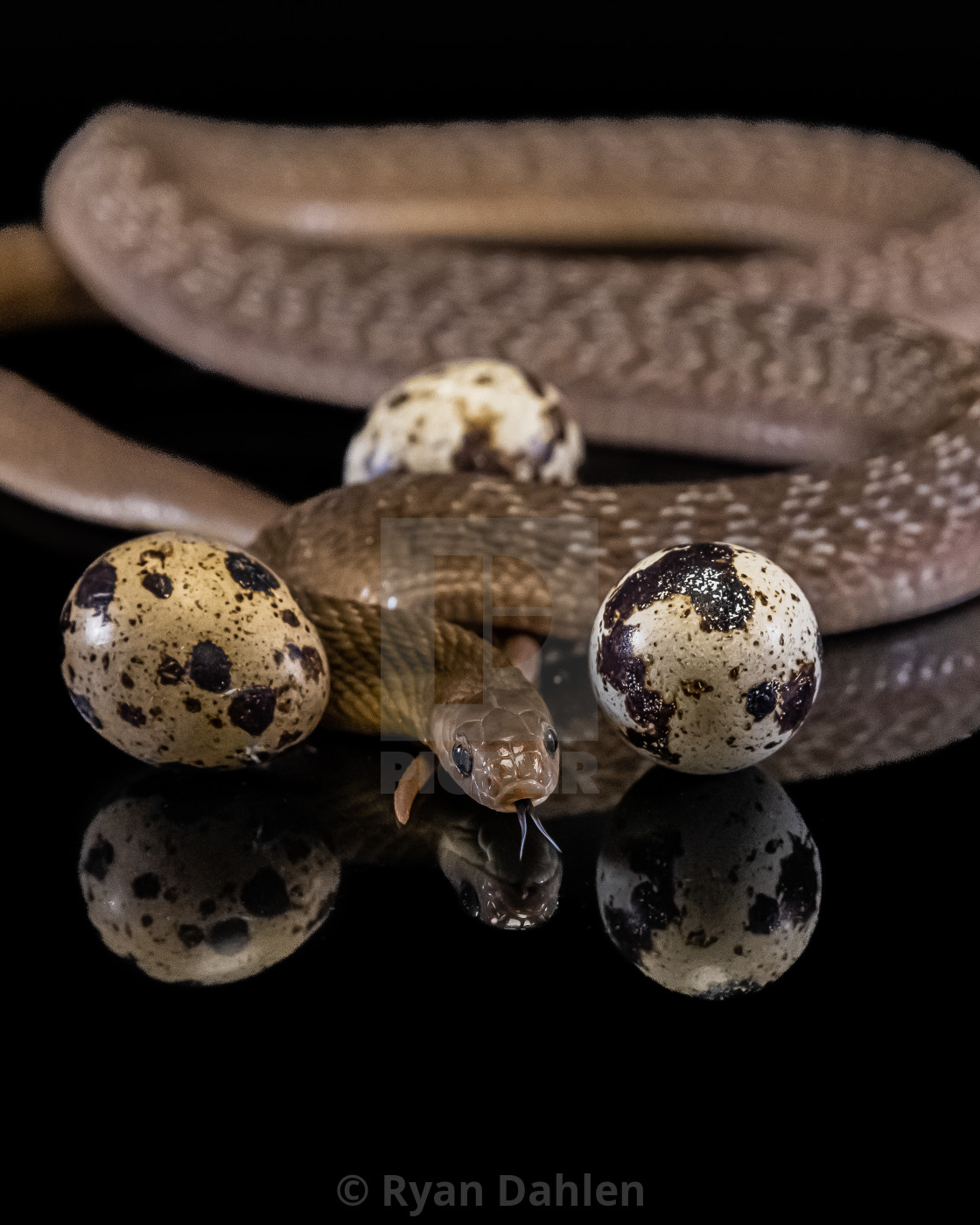 Ophelia the Egg eating snake by Ryan Dahlen buy prints digital downloads